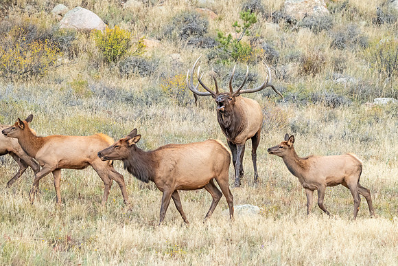 Elk_RMNP_2025_7