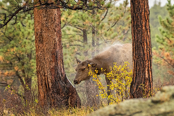 Elk_RMNP_2025_6