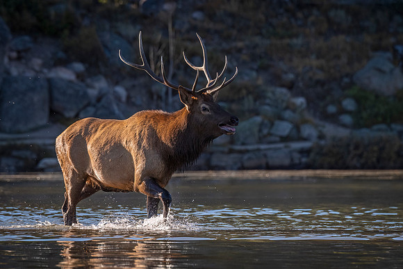 Elk_RMNP_2023_11