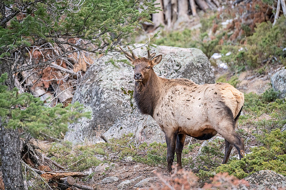 Elk_RMNP_2023_10