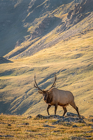 Elk_RMNP_2023_19