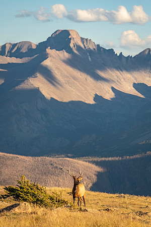 Elk_RMNP_2023_9