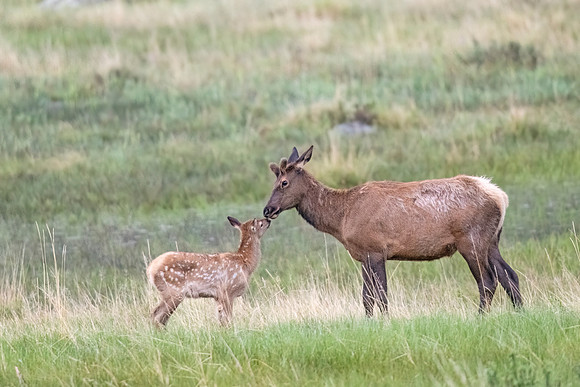 Elk_RMNP_2023_12
