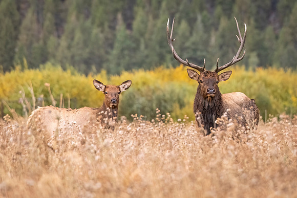 Elk_RMNP_2023_13