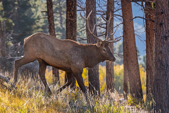 Elk_RMNP_2023_16