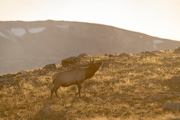 Elk_RMNP_2023_18