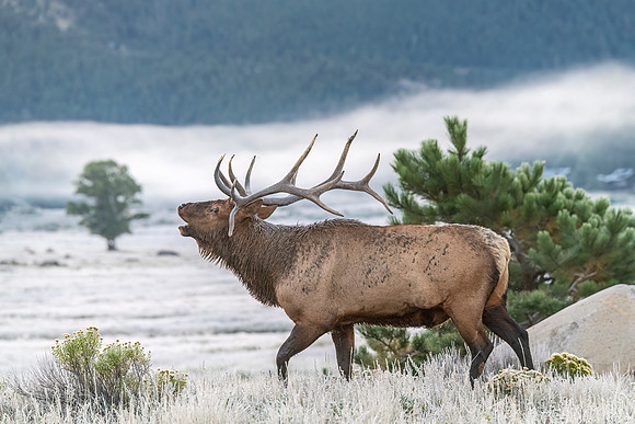 Elk_RMNP_2023_14