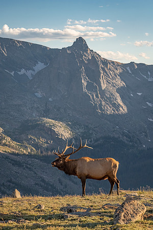 Elk_RMNP_2023_17