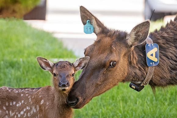 Elk_EP_2022_6
