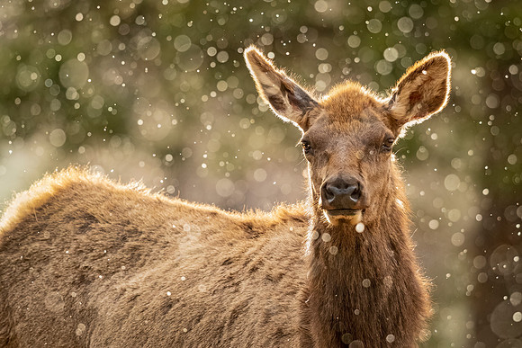 Elk_EP_2022_2