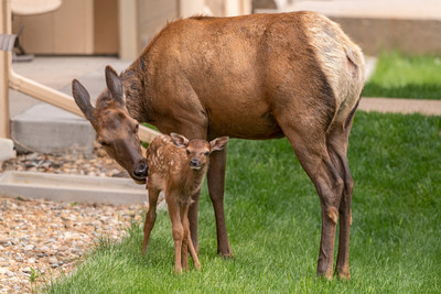 Elk_EP_2022_3