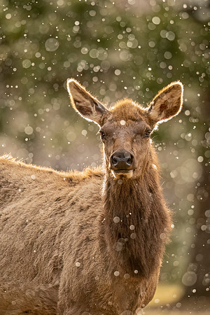 Elk_EP_2022_9