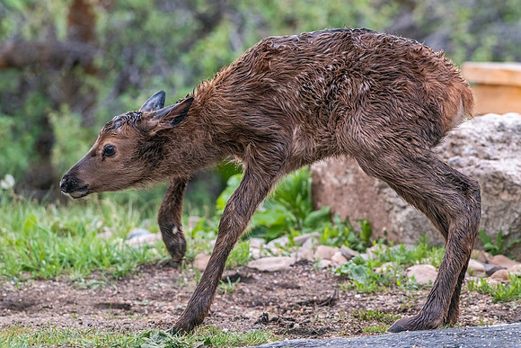 Elk_EP_2022_4
