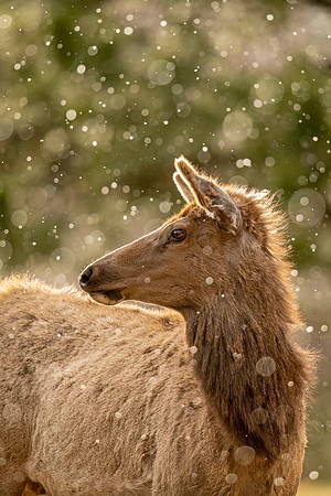 Elk_EP_2022_10