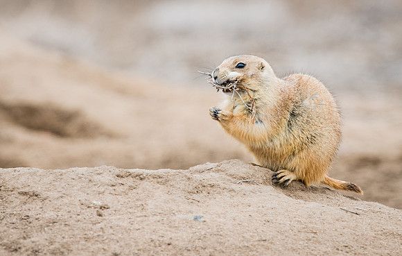 Prairie_dog_2