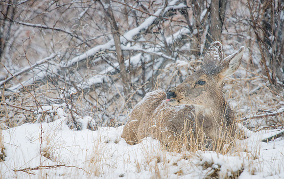 Mule_Deer_Doe_16