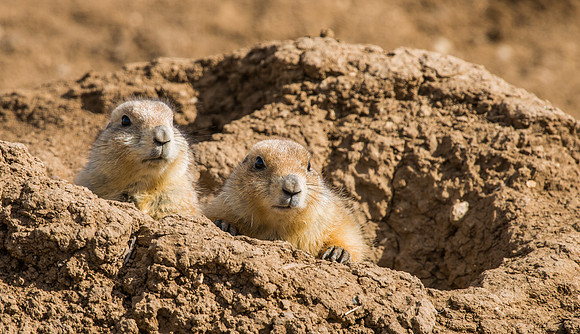 Prairie_dogs_1