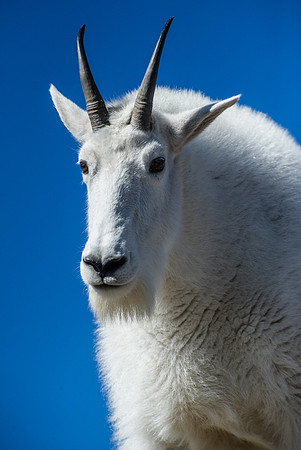 Goat Portrati