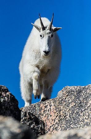 Mountain Goat Up High