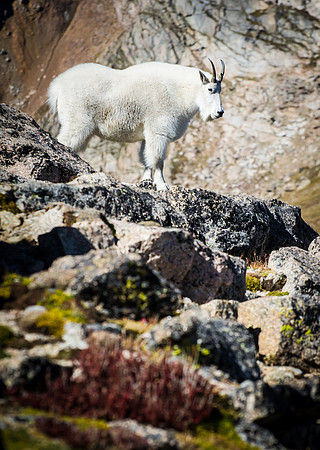 Mountain_Goat_on_Rocks