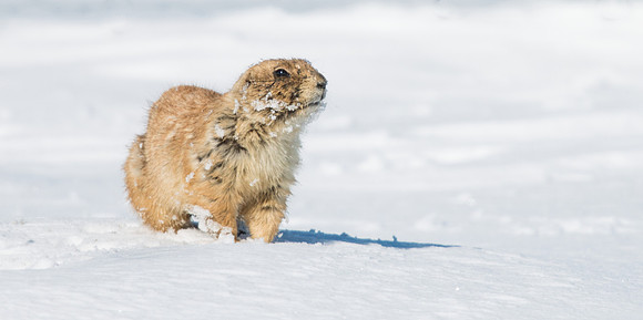 Prairie_Dog_3