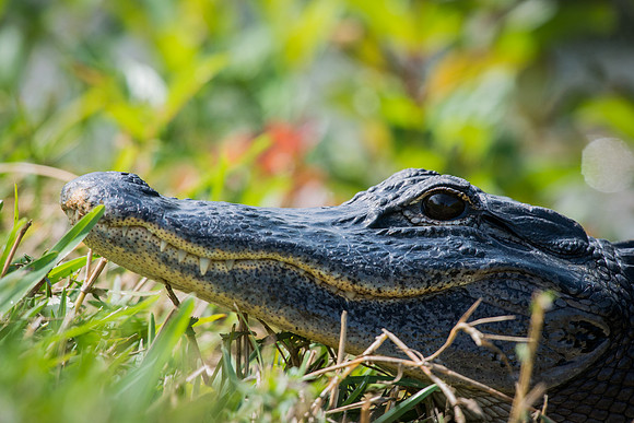 Alligator_1