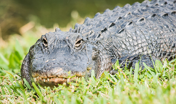 Alligator_2
