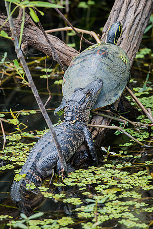 Reptile_Friends