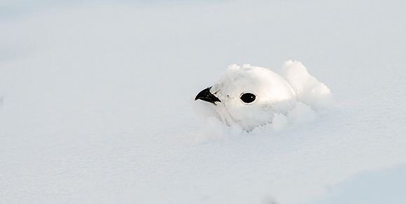 Ptarmigan_6