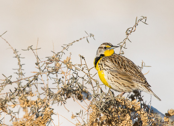 Western_Meadowlark_2