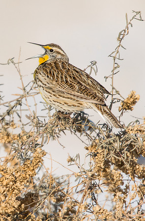 Western_Meadowlark_1