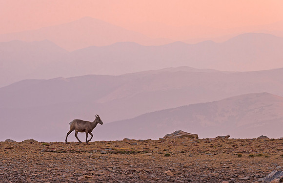 Bighorn_sheep_Mt_Evans_2015_1