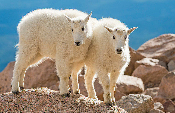 Mountain_goat_kids_Mt_Evans_2015_1