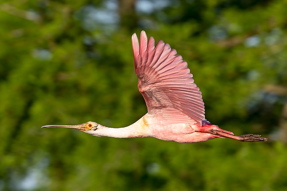 Roseate_spoonbill_NewIberia_2022_1