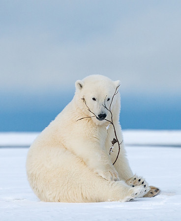 Polar_bear_4
