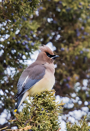 Cedar_Waxwing_1