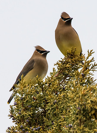 Cedar_Waxwing_2