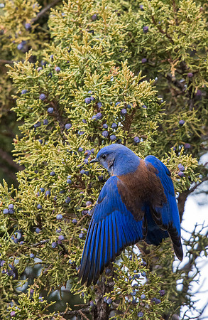 Western_bluebird_1