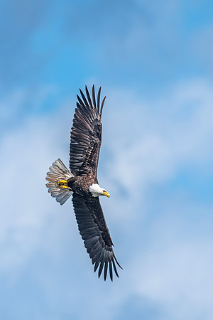 Bald_eagle_WASB_2022_27