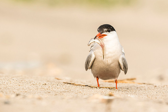 Common_tern_Nickerson_2019_1