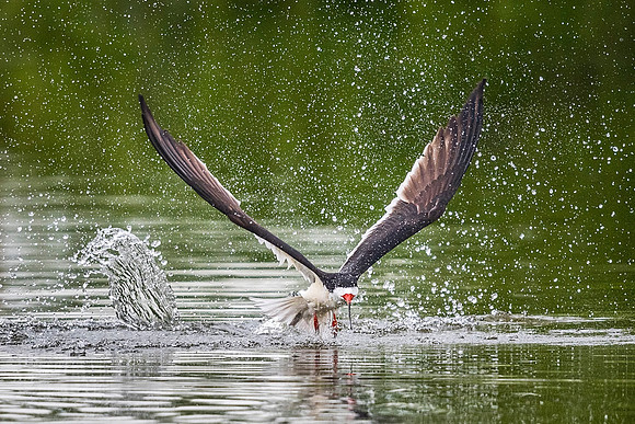 Black_skimmer_Nickerson_2019_2