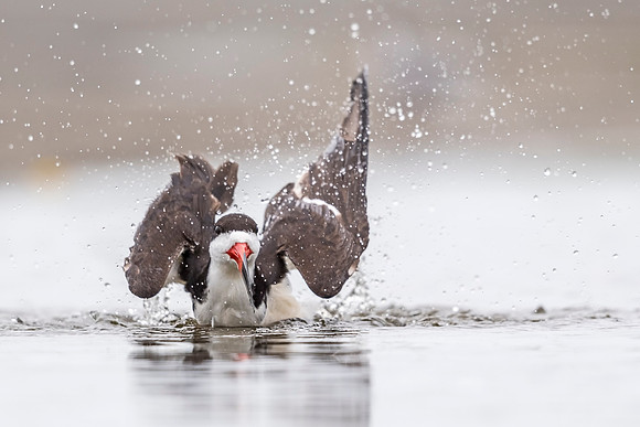 Black_skimmer_Nickerson_2019_1