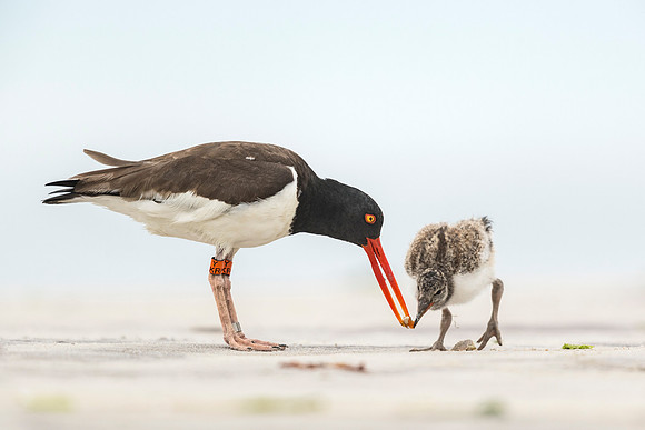 Black_oystercatcher_NY_2019_1