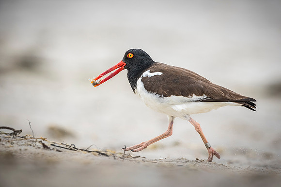 Oystercatcher_Nickerson_2019_1