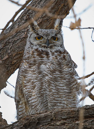 Great_Horned_Owl_3