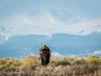 Bison_16