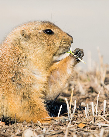 Prairie_Dog_4