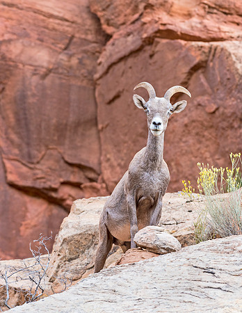 Desert_bighorn_ram_CO_Natl_Mon_2015_1