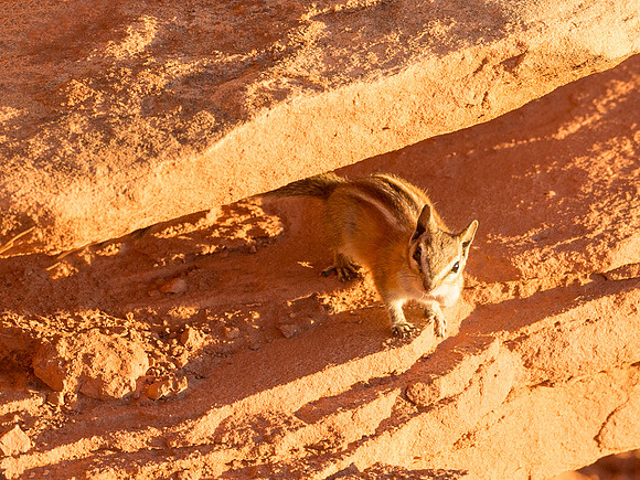 Chipmunk_CO_Natl_Mon_2015_1
