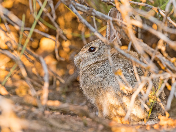 Desert_cottontail_CO_Natl_Mon_2015_1